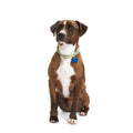Macrame Dog Collar X808229