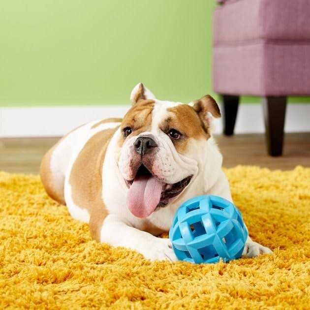 Dog Toy F289702