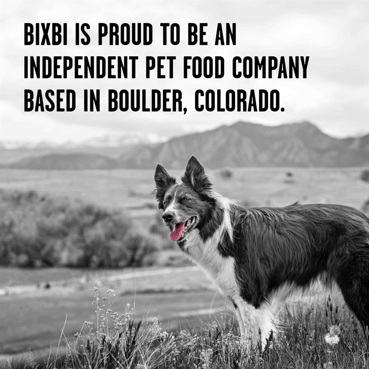 Freeze Dried Beef Dog Food O481