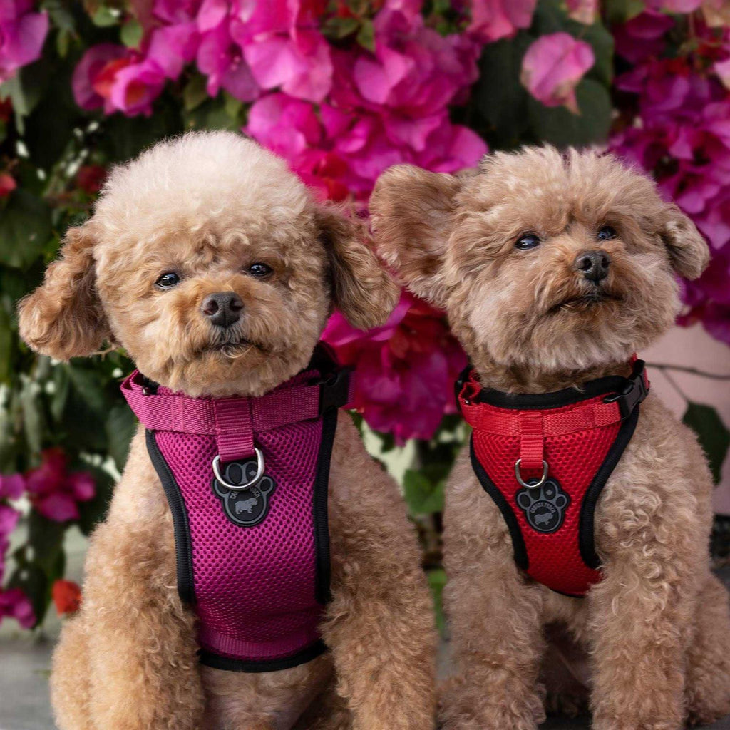 Dog Harness M656