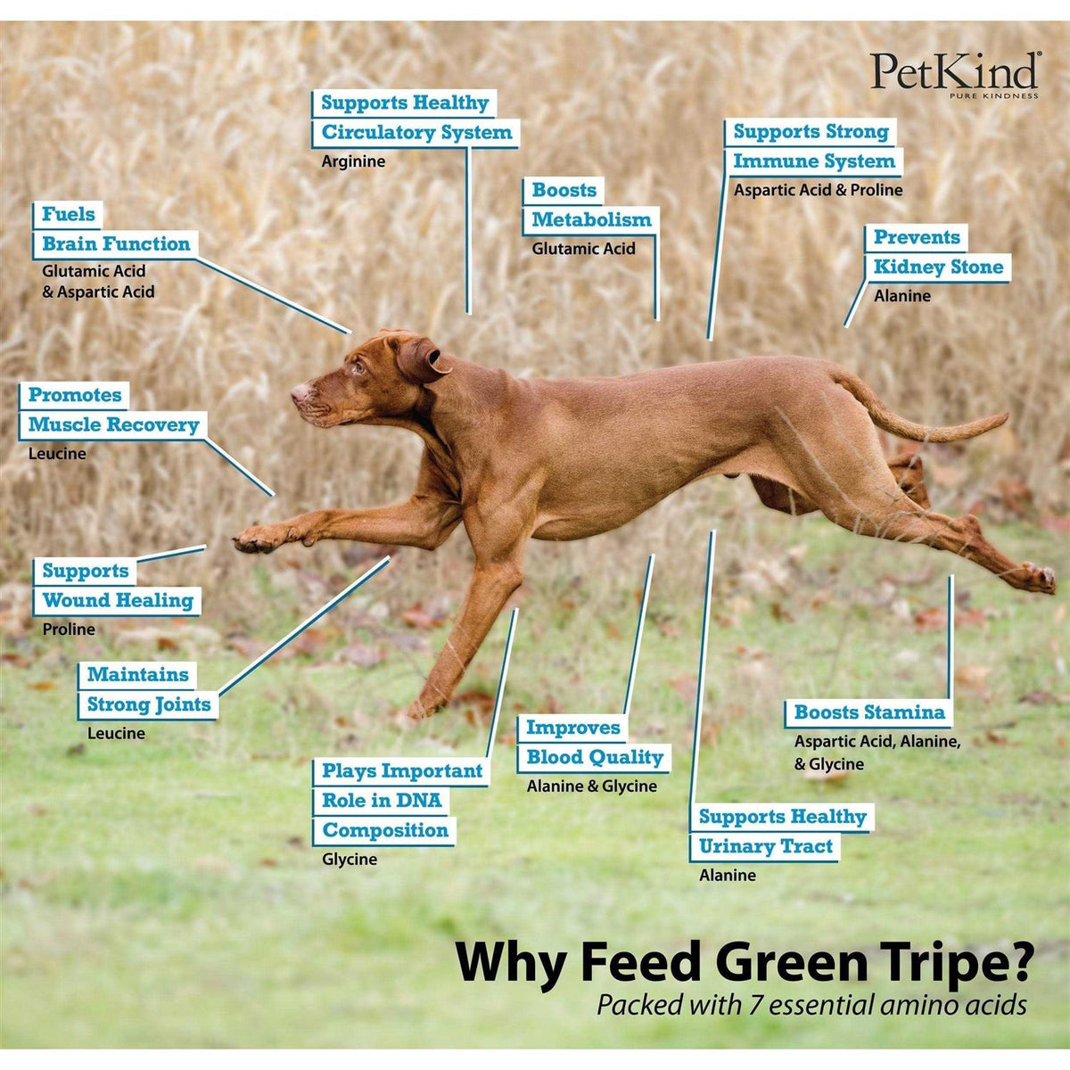 Beef Tripe Formula Dry Dog Food X18062
